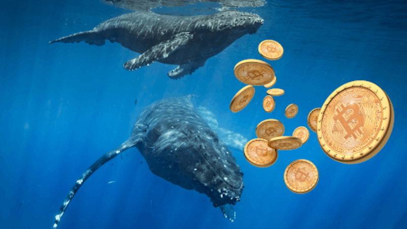 Bitcoin Whales' $3B Stash Surge paljastui tammikuussa Data